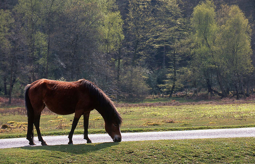 Spring Pony at Millyford Bridge